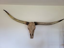 Déco tête de Buffle Indien, longueur = 176cm.!!!