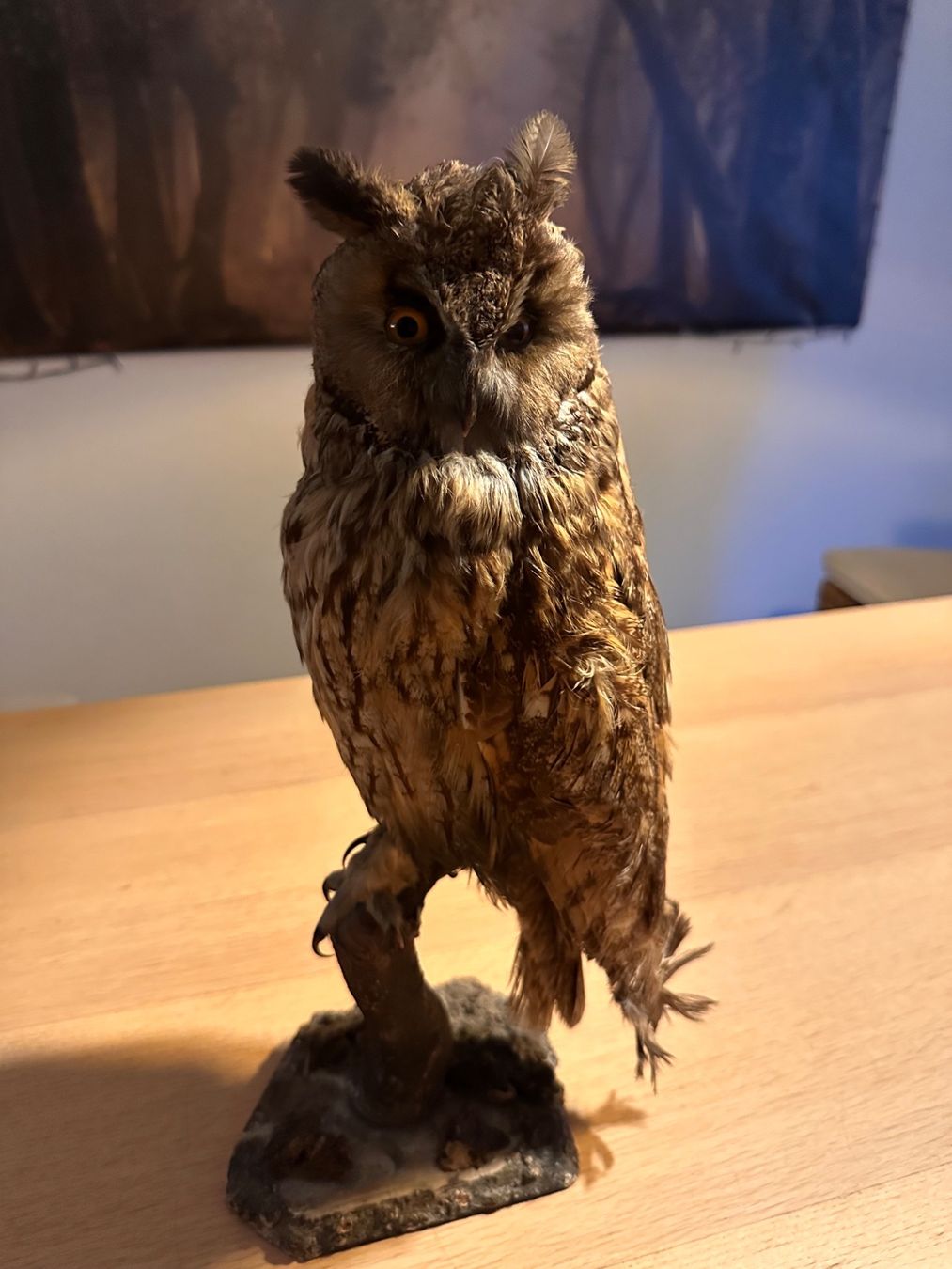 Il mondo degli animali: Präparierte Waldohreule – Usato da Arboldswil venduto da Rhacodactylus