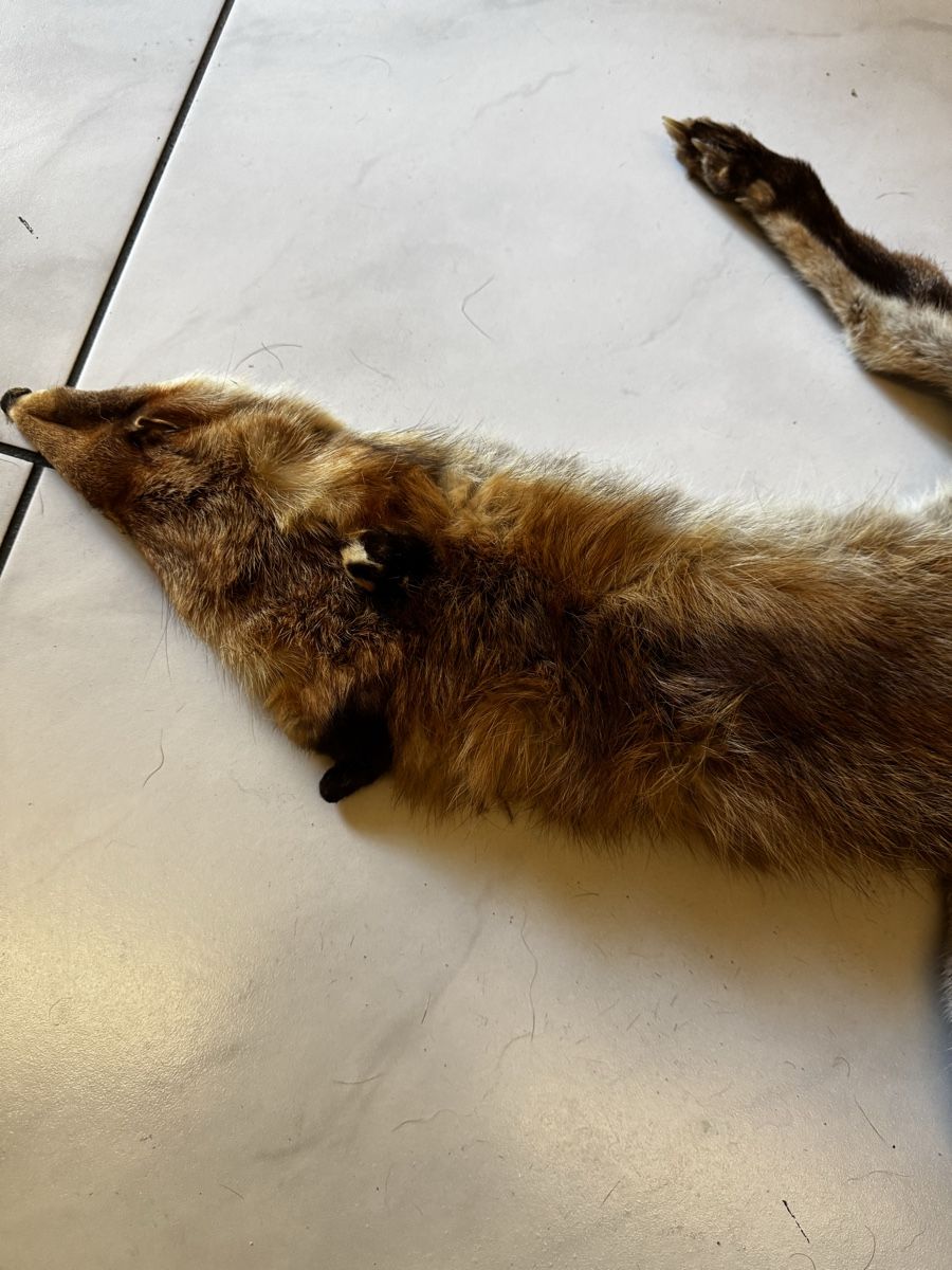 Il mondo degli animali: Fuchsfell -Fox fur pelt for sale – Usato da Olten venduto da Asaliya 2