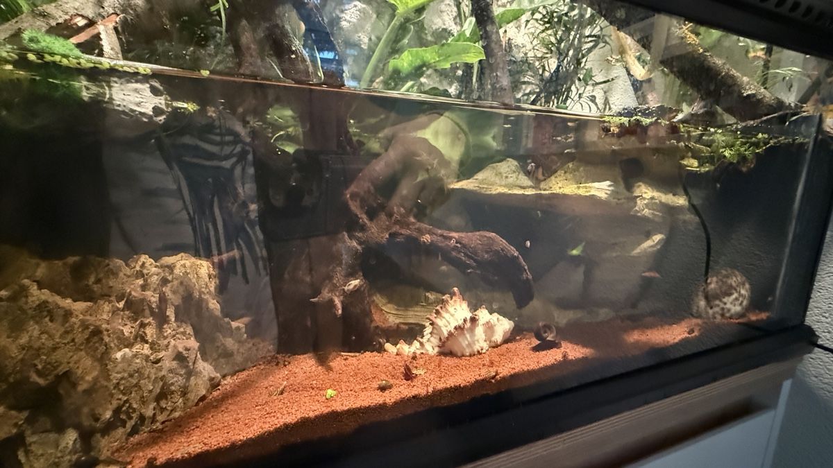 Terrarium: 2 Jungferngecko inkl terrarium – Gebraucht aus Rapperswil SG von mischelly 1