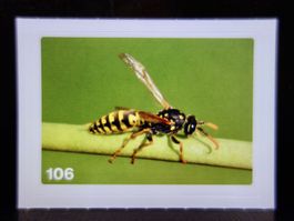 MIGROS MANIA Nature Detectives Nr. 106