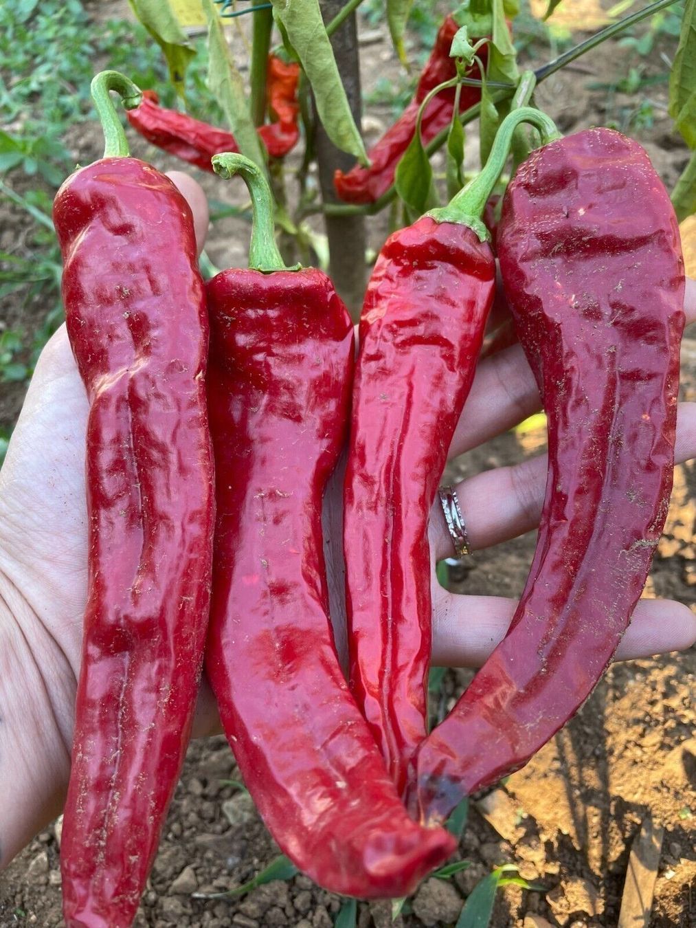 Piante & sementi: Piment de collection NUMEX BIG JIM  2g – Nuovo (secondo la descrizione) da Bremblens venduto da FIBONACCI369 1