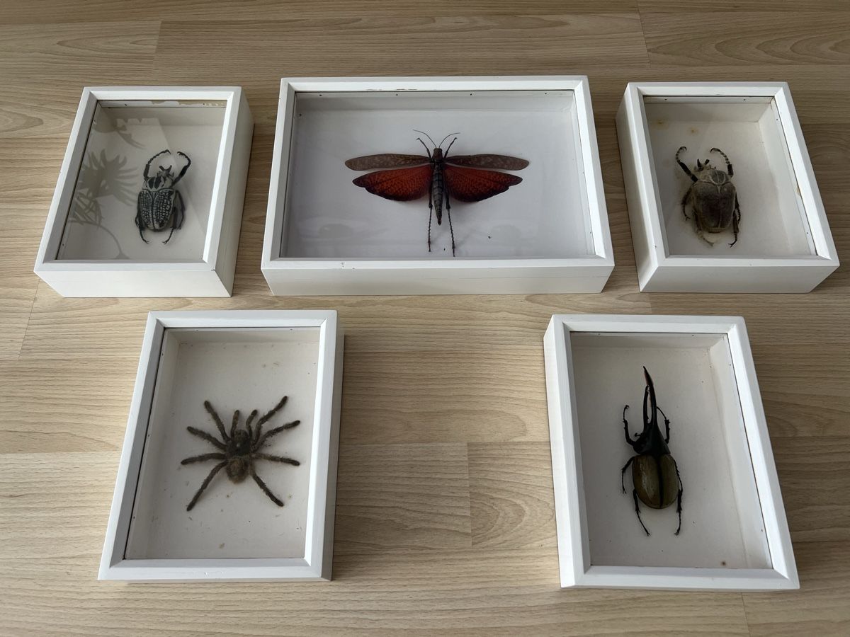 Welt der Tiere: Sammlung Präparierter Käfer gerahmt – Gebraucht aus Fehraltorf von flo0606 1
