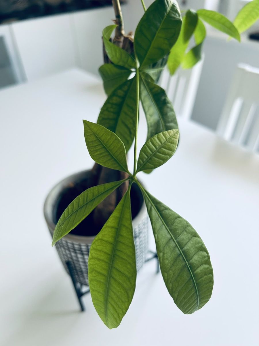 Plantes & graines: Zimmerpflanze mit Topf und Gestell – D'occasion à Mägenwil par afiloni84 1