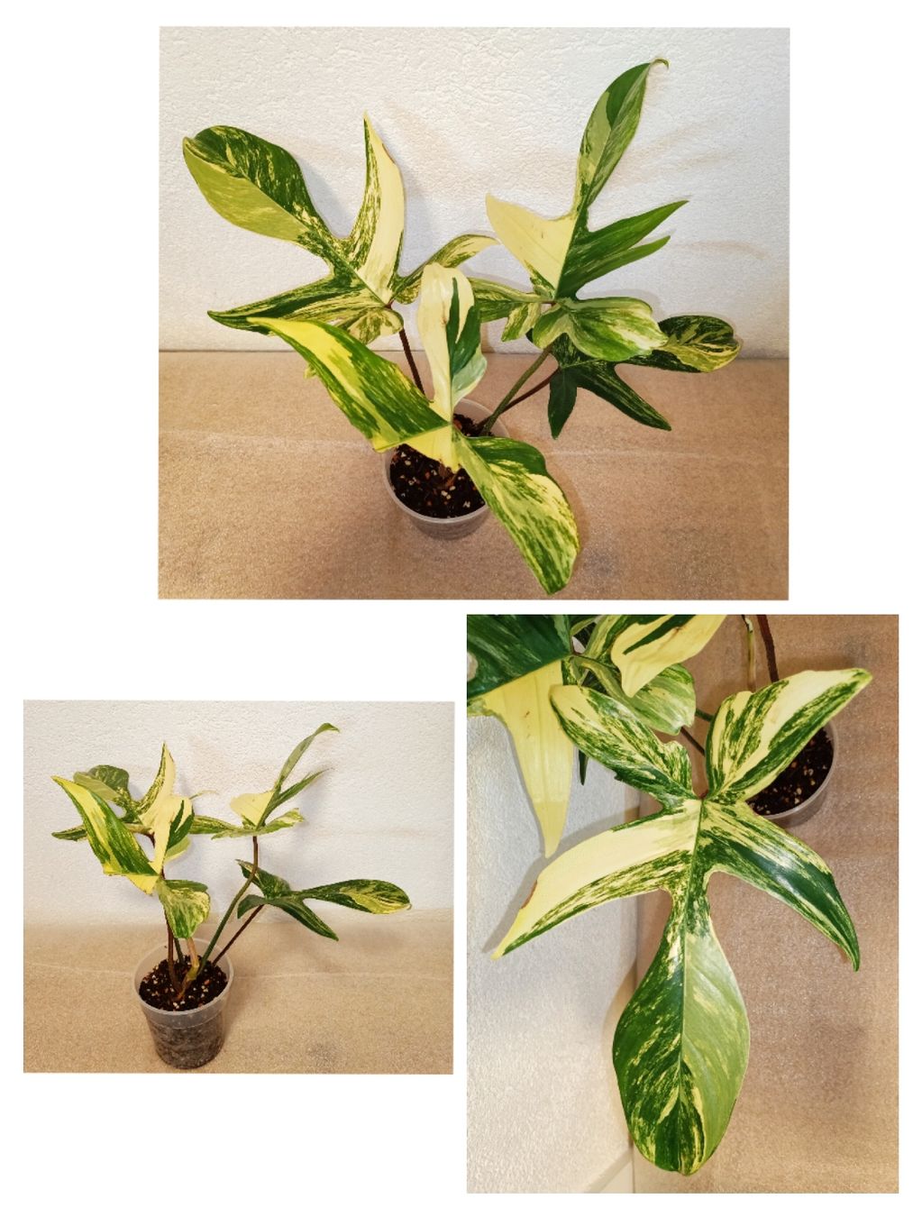 Pflanzen & Samen: Philodendron Florida Beauty – Neu (gemäss Beschreibung) aus schöftland von UniquePlants