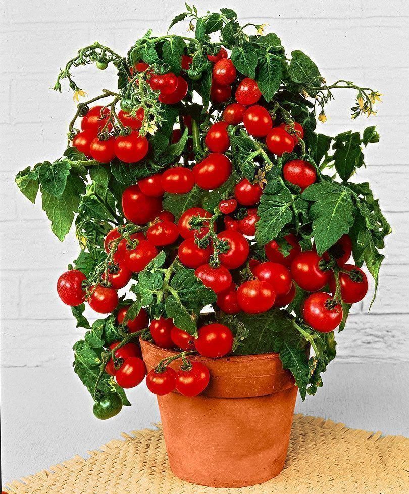 Piante & sementi: 50 Samen Balkontomate BAJAJA – Nuovo (secondo la descrizione) da Ehrendingen venduto da VerveinaSamen 3