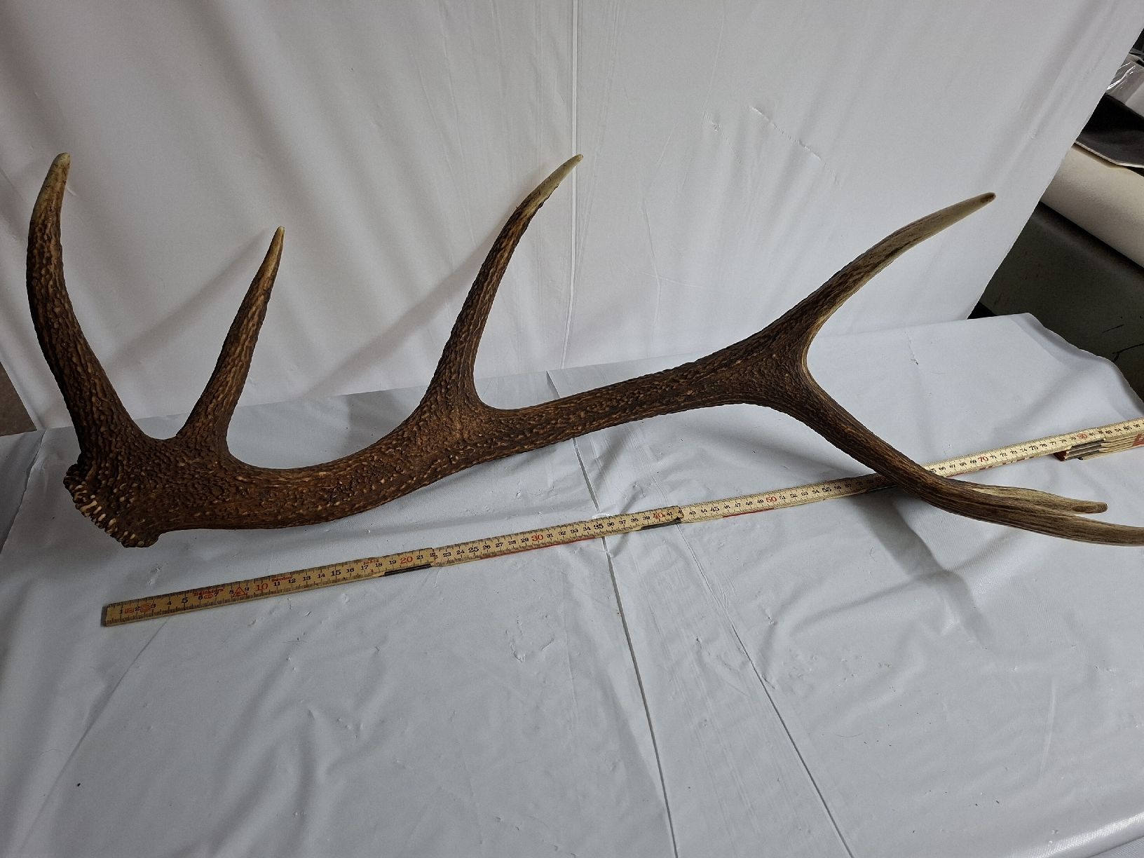 Altre raccolte & rarità: Hirsch Abwurfstange 85 cm – Usato da Urnäsch venduto da Ursjack 3