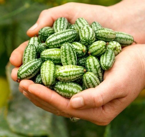 Piante & sementi: Mexikanische Mini Gurke / 5 Samen – Nuovo (secondo la descrizione) da Hinteregg venduto da ERFOLG78