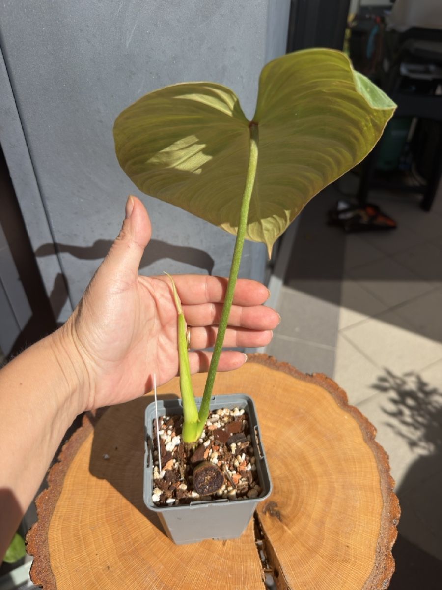 Pflanzen & Samen: Philodendron Glorious  – Neu (gemäss Beschreibung) aus Buchrain von Stetoscop 1