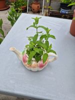 Balkon-/Gartenpflanze: Minze im Teekrug