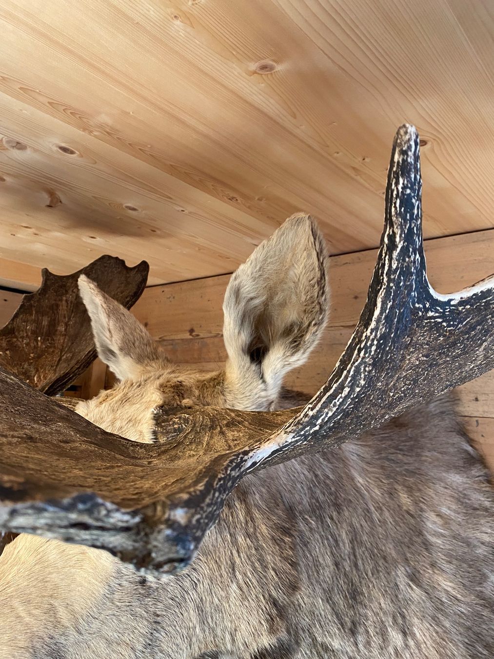 Il mondo degli animali: Elchkopf – Usato da Lenk im Simmental venduto da gwustu 5