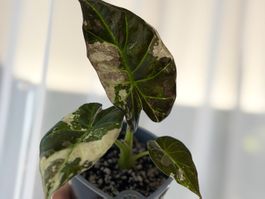 Alocasia Regal Shield Albo