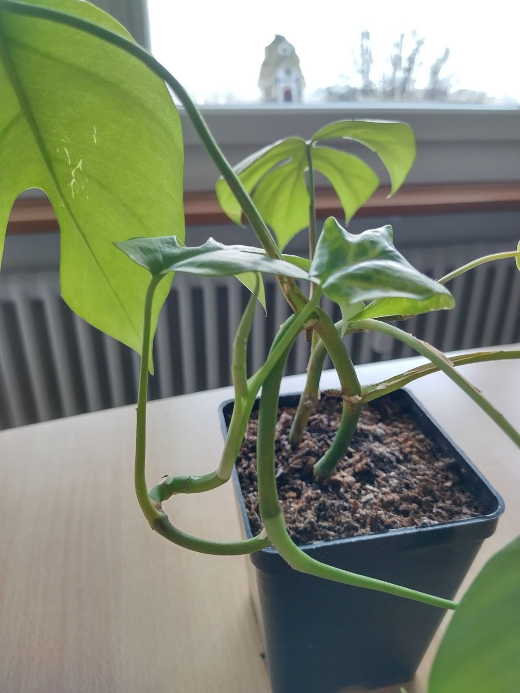 Piante & sementi: Monstera Zimmerpflanze – Usato da Jona venduto da Argus36 3