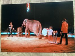 Circus Knie Foto 1985