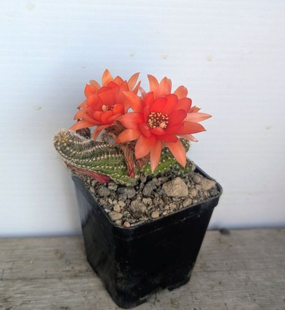 Piante & sementi: Chamaecereus silvestrii – Usato da Comano venduto da che_8lc2 1