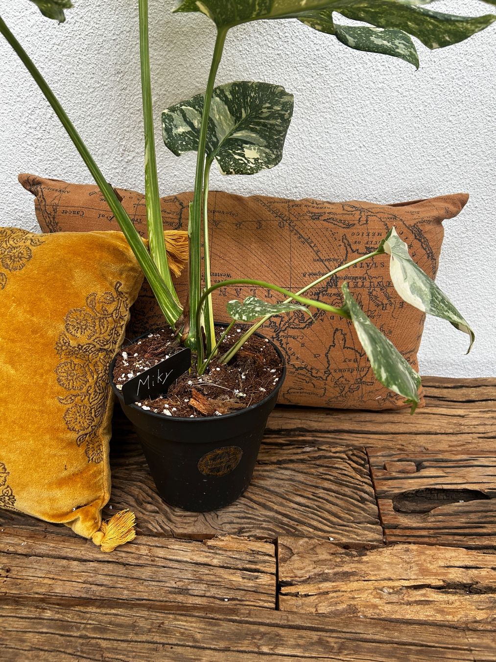 Piante & sementi: Monstera Thai Constellation💚 – Usato da Wattwil venduto da Mikesplantshop 4