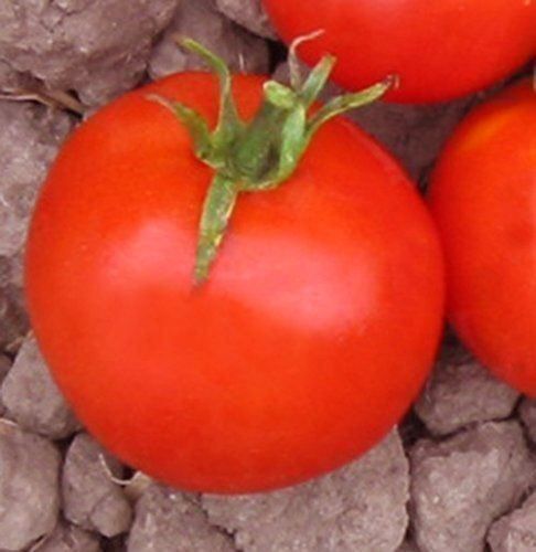 Piante & sementi: 30 Samen HEINZ 1350 Tomate – Nuovo (secondo la descrizione) da Ehrendingen venduto da VerveinaSamen 3