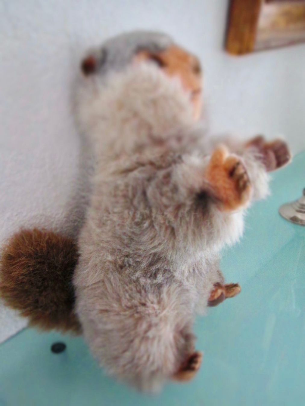 Steiff Giocattoli: GRANDE MARMOTTE ANCIENNE STEIFF – Usato da Murten venduto da Selliot 1