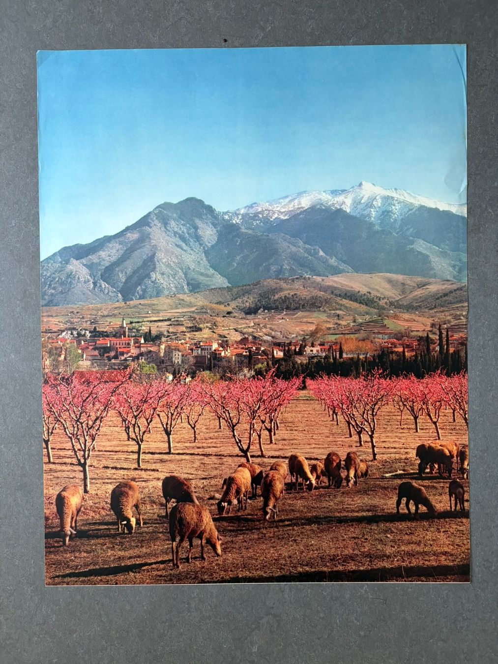 Foto & Immagini: Original Vintage Poster - Le Printemps en Roussillon – Usato da Zürich venduto da jesulin05 1