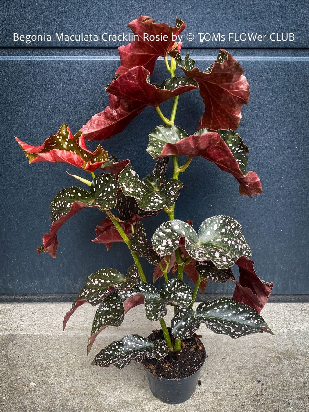 Pflanzen & Samen: Begonia Maculata Cracklin Rosie - einzigartige Farben – Neu und originalverpackt aus Adliswil von TAKEYOURPLANT 2