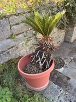 Zierpalme Cycas revoluta im Kunststofftopf gebraucht