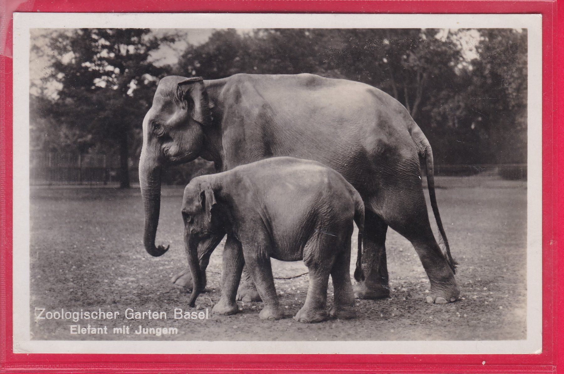 Cartoline postali: ZOO BASEL, ELEFANT MIT JUNGEM, 3.8.1944 – Usato da Oberrieden venduto da Gebirgsstelze