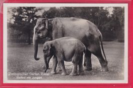 ZOO BASEL, ELEFANT MIT JUNGEM, 3.8.1944