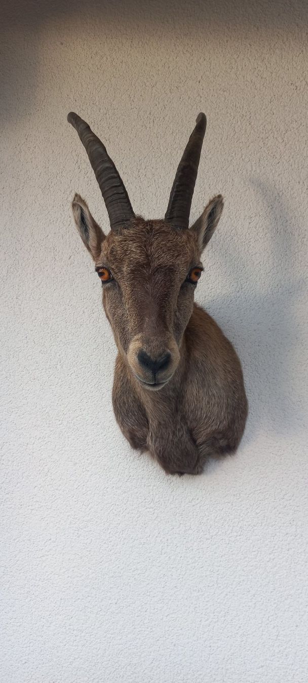 Welt der Tiere: Steinbock /Steingeiss – Neu (gemäss Beschreibung) aus Mollis von Resel1985 1