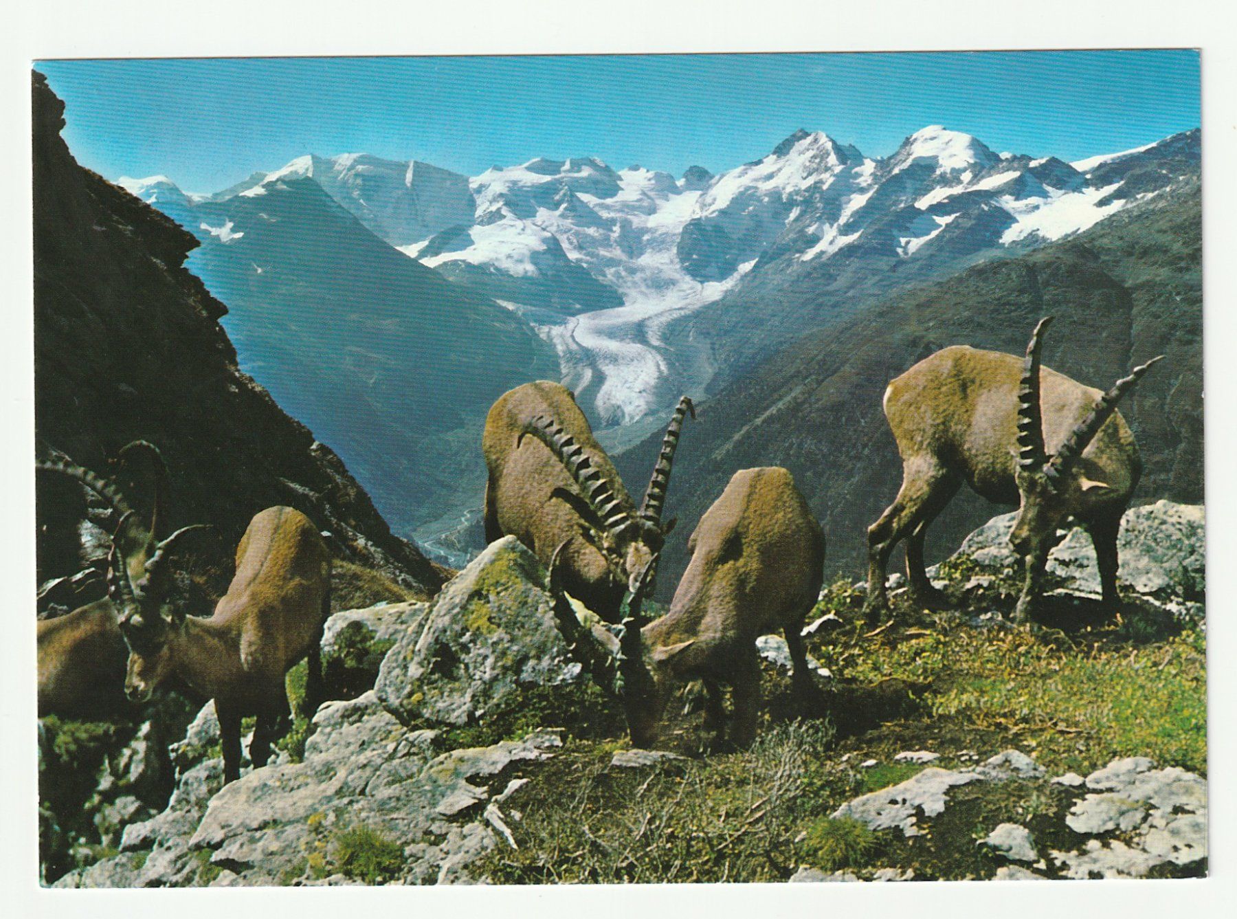 Cartoline postali: Ansichtskarte eines Alpensteinbock im Berninagebirge – Usato da St. Gallen venduto da Ricardo_Deals