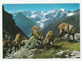 Ansichtskarte eines Alpensteinbock im Berninagebirge
