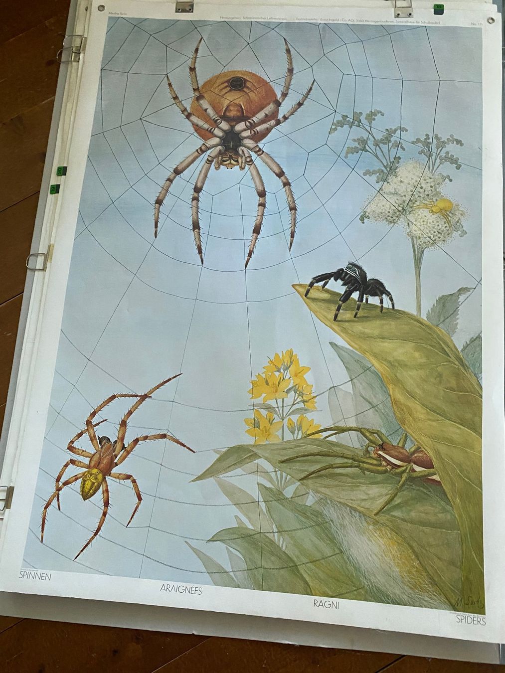 Posters & Illustrations: Diverse Schulwandbilder und Kunstdrucke – D'occasion à Bern par Huglimat 7
