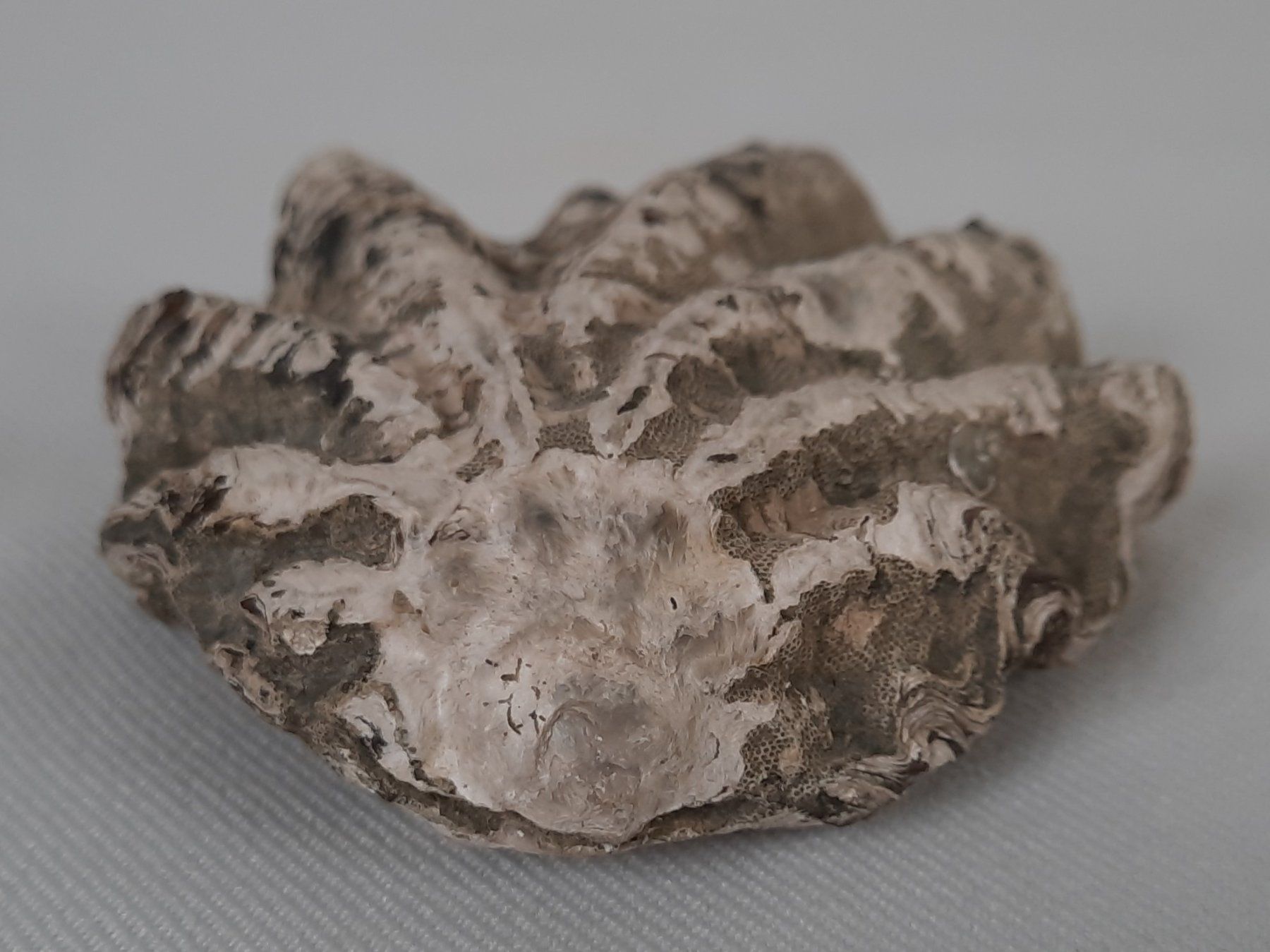 Fossili: Fossile Muscheln und Seeigelstacheln – Usato da Beinwil am See venduto da Restwert_Beinwil 2