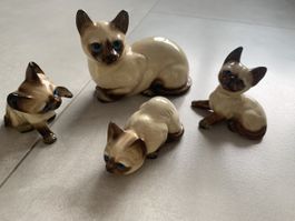 Katzenfamilie