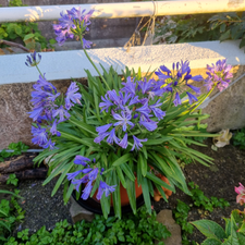 Profile image of Agapanthus22