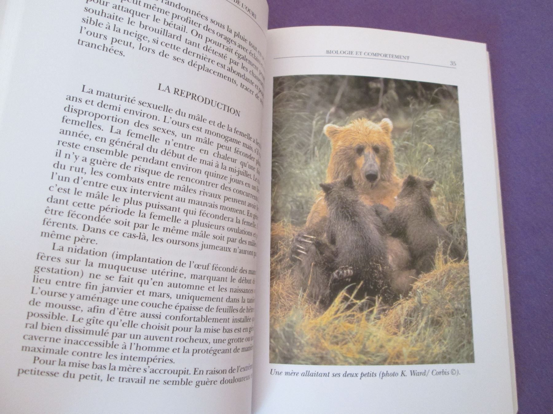 Libri: Le grand retour de l'ours – Usato da Neuchâtel venduto da Dualseele 4