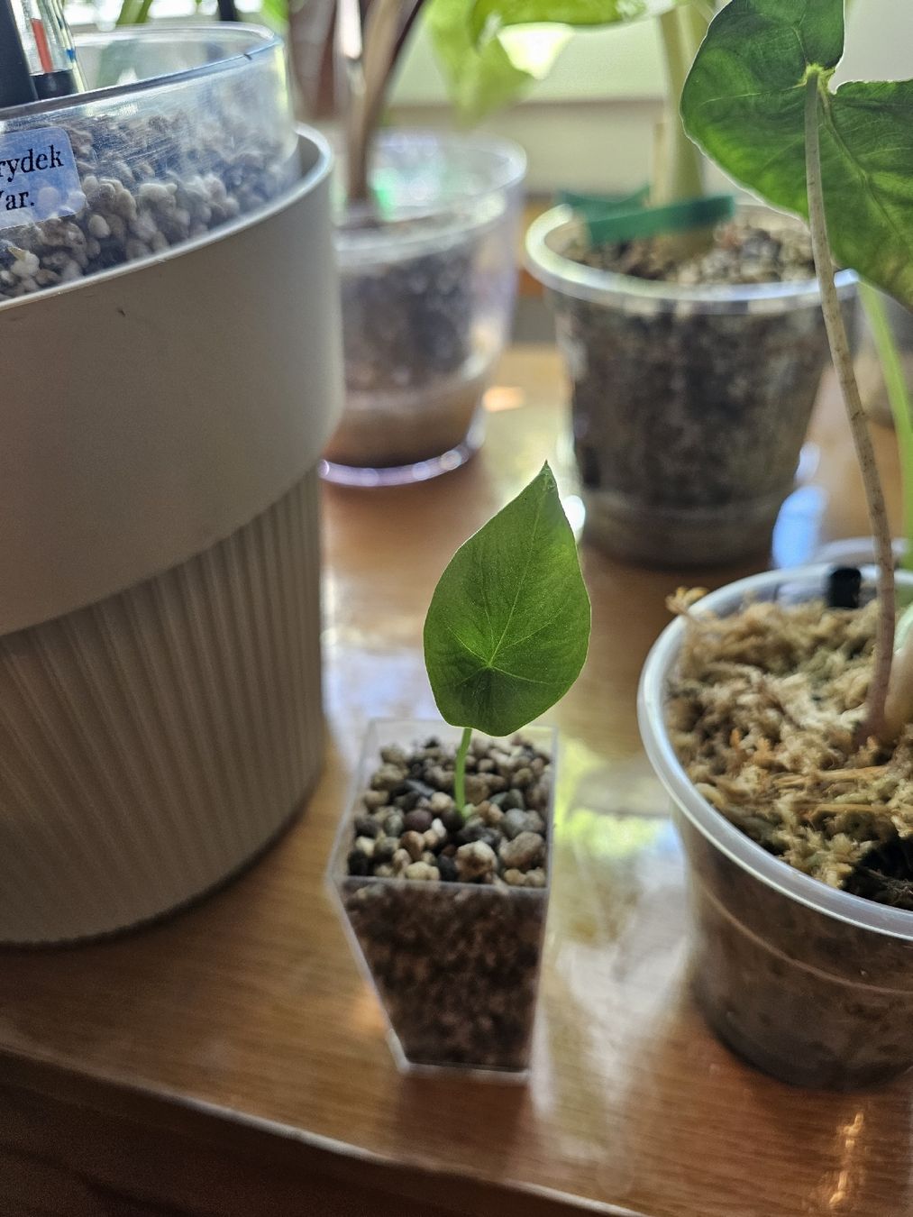 Plantes & graines: Alocasia Sinuata  – Neuf (Voir description) à Utzenstorf par Dac_mk 2