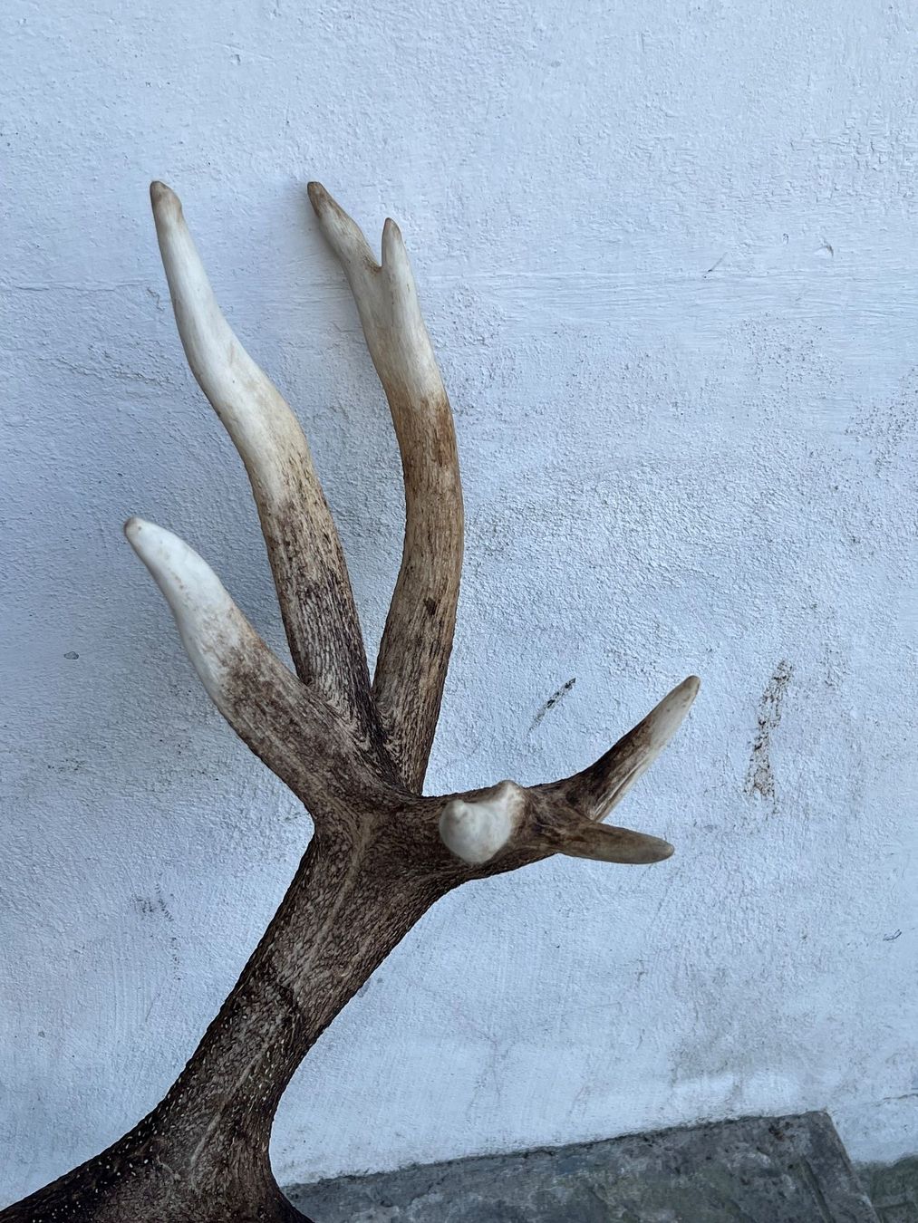 Altre raccolte & rarità: Hirsch Geweih 11,7 Kg riesig! – Usato da Vaduz venduto da Vella007 5
