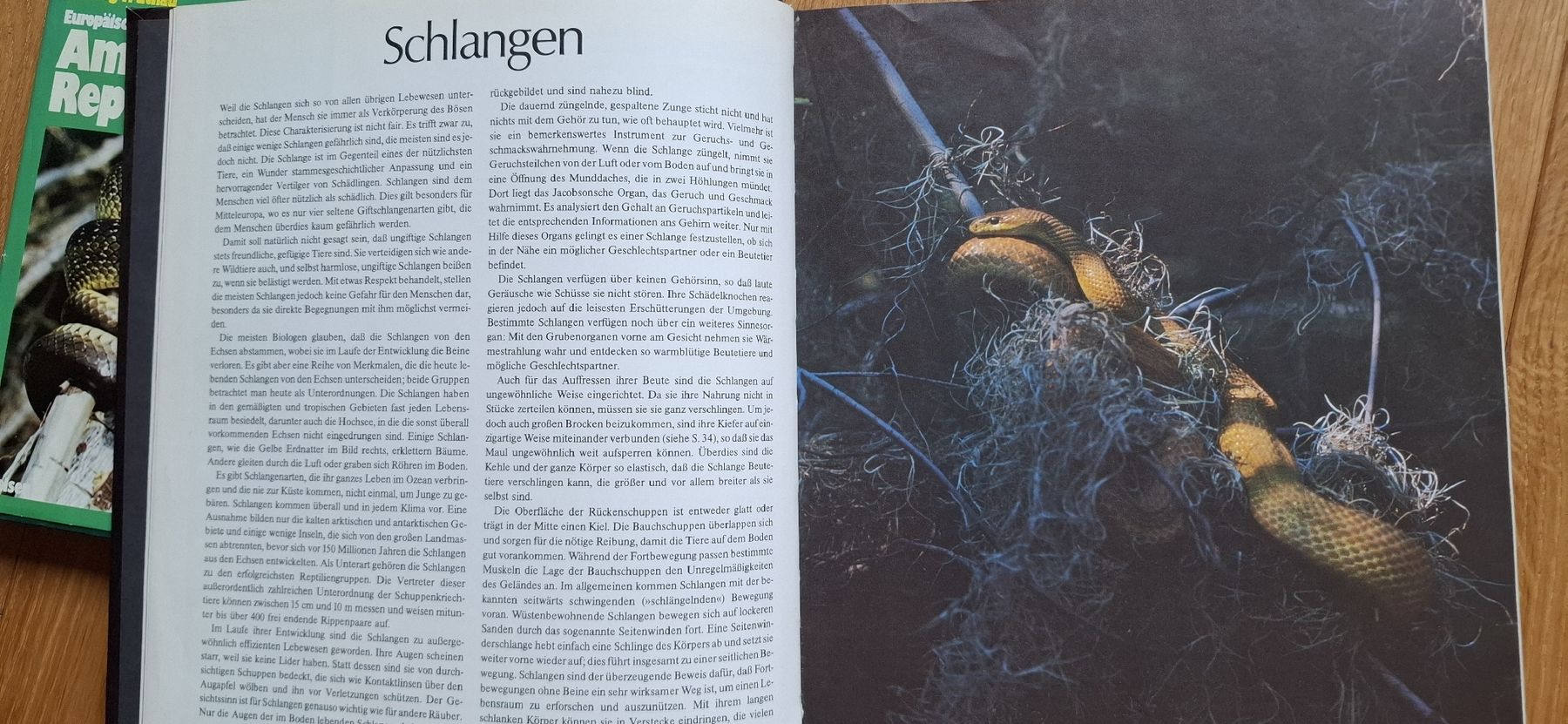 Libri: 3 Bücher zu Schlangen und Reptilien – Usato da Mellingen venduto da lathei 5