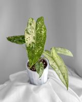 Alocasia Longiloba Thai Constellation Variegata