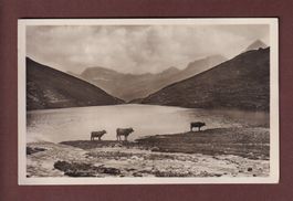Am SCHWELLISEE bei Arosa - Kühe