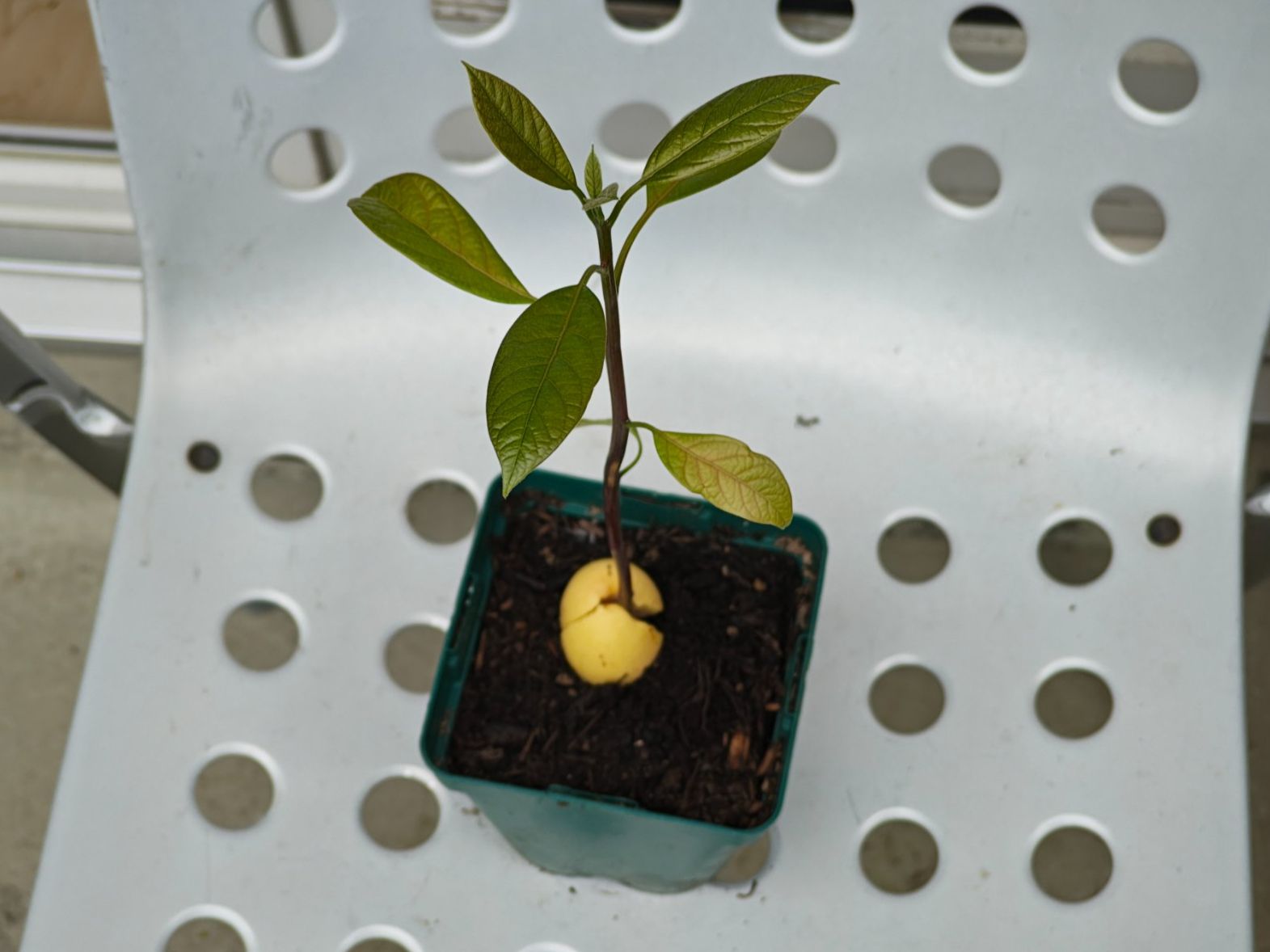 Piante & sementi: Avocado Baum – Usato da Schlieren venduto da Edgar_k