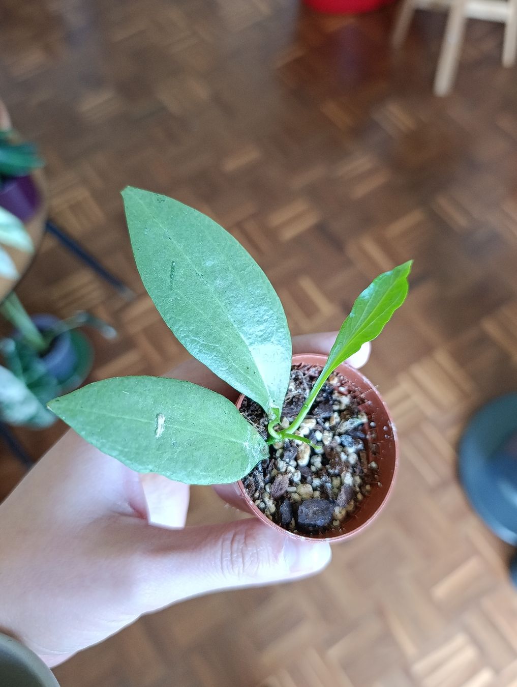 Pflanzen & Samen: Hoya Nicholsoniae New Guinea Ghost – Neu (gemäss Beschreibung) aus Baar von L.isa28 1