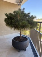 Kieferbaum
