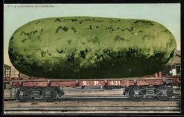 A California Watermelon, Riesen Wasserme