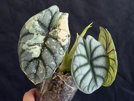 Alocasia Silver Dragon Albo