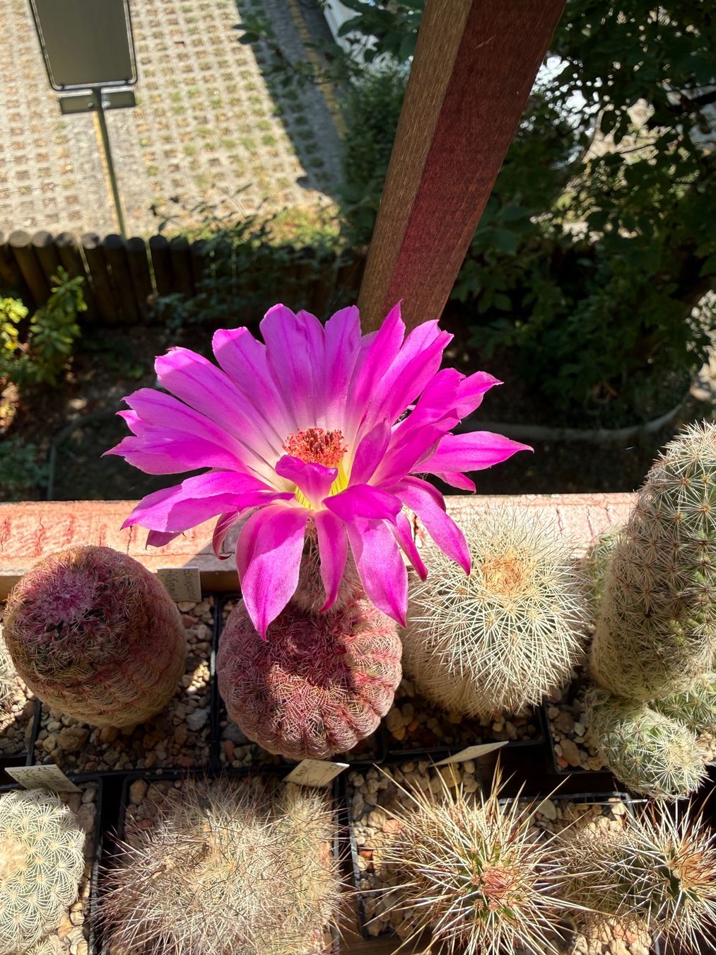 Pflanzen & Samen: Echinocereus rigidissimus – Gebraucht aus Rorbas von SimS0n 1