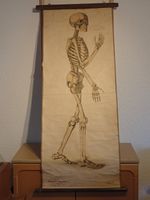 Antike Anatomische Tafel, Lithografie ca 1900 gefertigt