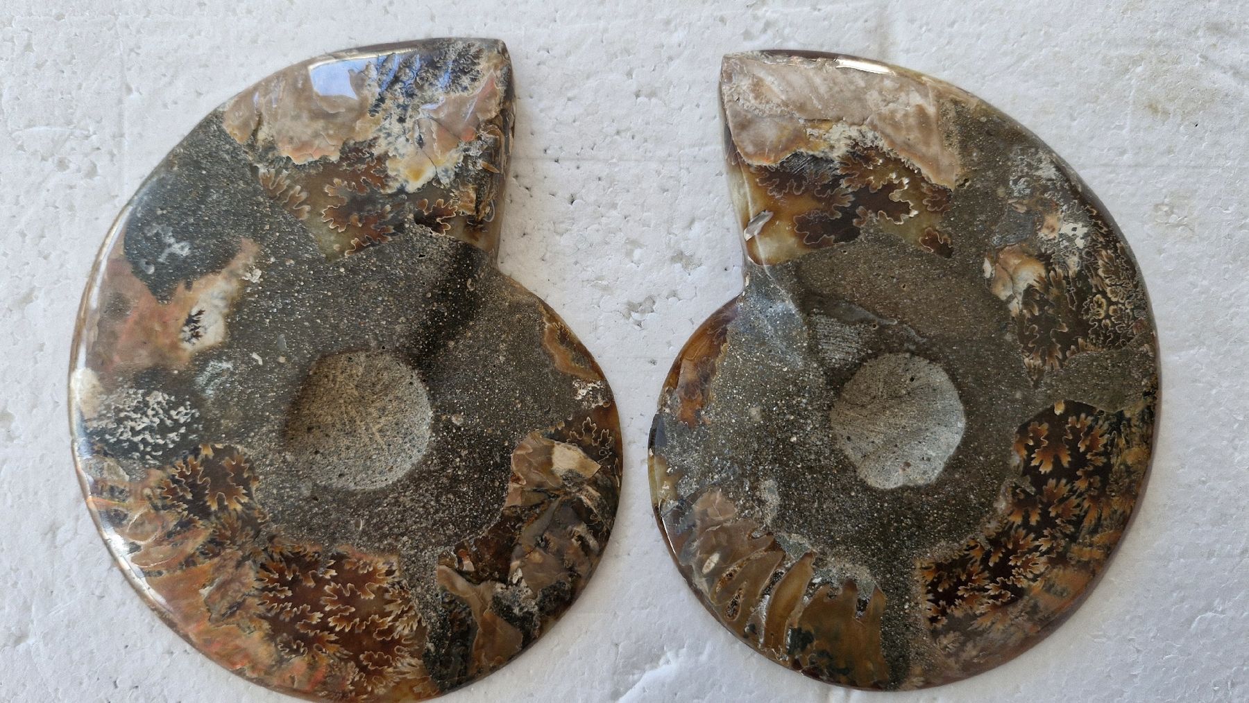Fossilien: Schöner Ammonit, poliert – Gebraucht aus Zürich von Waitsforever 5