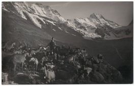Ziegenhirt mit Herde beim Breithorn, um 1930