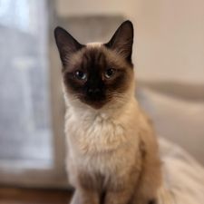 Profile image of Azzaro68